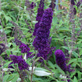 Potted Butterfly Bush Live Plant, 5-9" in Tall, Cold Hardy, Spring Outdoor PlantingBlooms Summer to Fall, Dormant in Winter (Deep Purple Buddleia Plant)