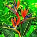 Live Bird of Paradise Plant, Orange Bird of Paradise 6-8" Tall, No Pot