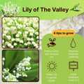 Lily of the Valley Plant Live for Planting, 6 May Lilies Bare Roots, Sweet Fragrant and Weeping White Flowers for Spring Blooms