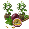 Set 2 Purple Passion Fruit Plants Live, Passionfruit Live Plant, 4'' Tall