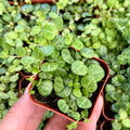 String of Turtles Live Plant, Rare Succulent Houseplant Indoor Home Decoration