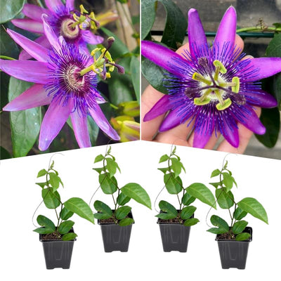 2 Abundant Bloom Lavender Passion Flower Plants Live, Passiflora Live Plant for Trailing, Climbing Trellis Outdoor, 5-9" in Tall, Perennial, Fragrant