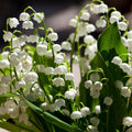 10 White Lily of The Valley Bulbs Rhizomes Roots, May Lilies Easy to Grow for Early Bloom, Cold Hardy, Bouquet and Home Décor