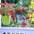 Pack 2 Fuchsia Plants Live, Vibrant Fuchsias Hanging Flowering Plant 3-5 Inches, Gardens, Patios, and Indoor Growing (Purple Flowers)
