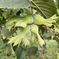 Hazelnut Tree Plant Live, Nut Tree, 1-2 Ft Tall