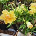 3 Assorted Desert Rose Plants Live, Adenium Desert Rose Live Plant, 5 to 7 Inches Long, Cactus Succulent Plant Perennial Flowering