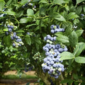 Blueberry Bushes Live Plant 8 to 15 Inch Tall, Sweet Blueberry Plant Live for Planting, Blueberry Shrubs (Northblue Blueberry)