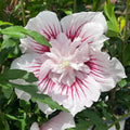 1 Pink Rose of Sharon Plant Live 4 Inch Pot, Hibiscus Plant with Stunning Flowers, Pink Althea Hibiscus Syriacus