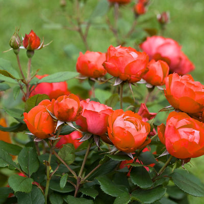 Roses Plant Live, in Pot, Fragrant Roses Flowers, Everblooming Ornamental Garden (Red)