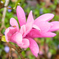 2 Jane Magnolia Trees Live Plants, Pink Magnolia Shrub Tree Live Plant in 2.5" Pot, 6-12 Inches