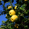 Quince Tree Plant Live, Cold Hardy Edible Fruit Tree, 2-3 Ft Tall