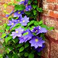 Clematis Vine Plants Live in Pot, 8 Months Old Seedlings Climbing Flowering, Outdoor Trellis Fences, Cold Hardy (Blue Clematis)