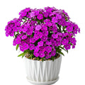 Pack 2 Purple Pink Dianthus Live Plant, Pink Carnation Flower in Pot, Perennial Plant for Garden and Container Growing, 5-8" in Tall