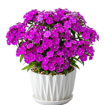 Pack 2 Purple Pink Dianthus Live Plant, Pink Carnation Flower in Pot, Perennial Plant for Garden and Container Growing, 5-8" in Tall