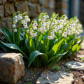 10 Lily of The Valley Plants Live, Lilies Flower Bulbs Bareroots, Perennial Flowering Plants for Outdoor Growing