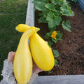 Yellow Squash Vegetable Plants Live, Set 2 Plants, 3 to 6 Inc Long, Squash Plants Live Growing