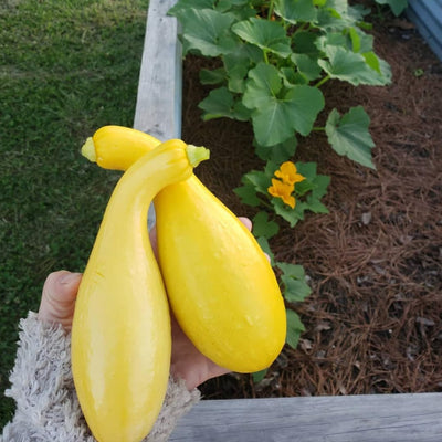 Yellow Squash Vegetable Plants Live, Set 2 Plants, 3 to 6 Inc Long, Squash Plants Live Growing