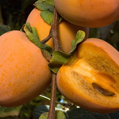 Persimmon Tree Plant Live, Fruit Tree, 1-2 Ft Tall