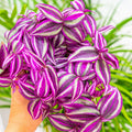 2 Purple Wandering Jew Plants Live Houseplants, Rooted Cuttings Tradescantia Live Plant for Décor, Fast-Growing and Easy to Grow, Starter Size