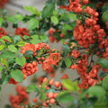 Quince Flowering Tree Live Plant, Double Orange Quince Flower Plant Live, 4 Inc Potted Shrub Bush Plant