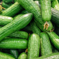 Set 2 Live Cucumber Plants for Planting, Green Cucumber Plants Live for Planting, Vegetable Plants, 4 Inches Pot
