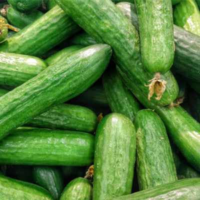 Set 2 Live Cucumber Plants for Planting, Green Cucumber Plants Live for Planting, Vegetable Plants, 4 Inches Pot