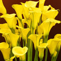 Yellow Calla Lily Bulb for Planting, Calla Lily Plant Bulb, Calla Lily Flower Bulb, Giant Calla Lilies Flowers Bulb Planting in Spring
