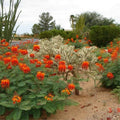 Red Pride of Barbados Tree Live Plant, 1 Year Old Mexican Bird of Paradise Plant Live 6-10" in Tall in Pot, Dwarf Poinciana Tree, Dormant in Winter