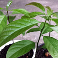 Live HASS Avocado Tree Plant Seedling, 8 Months Old Well Rooted HASS Avocado Plant Tree in 4 Inc Pot for Planting, Winter Hardy