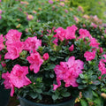 Azalea Live Plant, Live Azalea Plants, Flowering Shrub with Vibrant Red Blooms, 4-7 Inches Tall in 4 Inch Pot (Pink)