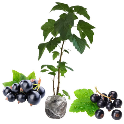 Consort Currant Plant Live for Planting 5-9 Inch Tall, Black Currant Bush Live Plant, Sweet Currant Berries