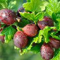 Jeanne Gooseberry Plant Live for Planting, Gooseberry Bushes Live Plant 5 to 9 Inch Tall, Gooseberries Fruit