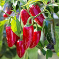 Serrano Pepper Plant Live in 2.5 Inch Pot for Planting Outdoor