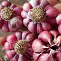 1/2 LB Red Chesnok Garlic Bulbs for Planting in Fall, High Yield Hardneck Garlic Cloves Seeds, Fresh, Cold Hardy and Fast Growing, Various Varieties