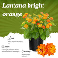 2 Bright Orange Lantana Plants Live Trees, Ready to Bloom, Hardy Long Blooming Seasons, Vibrant Colorful Perennial Fragrant, 5-10" in Tall, Full Sun Growing