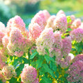 6"-1 Feet Light Pink to White Hydrangea Bush Plant Tree Live Shrub, Dormant, Starter Plant, Change Color, Cold Hardy Variety