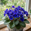 African Violet Plant, Violet Live Plant, 3-5 Inc Tall, Blue Blooms