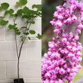 Redbud Tree in Quart Pot, Ornamental Redbud Flowering Tree, Vibrant Pink Blooms for Garden, Dormant in Winter