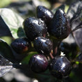 Black Hot Pepper Plant Live in 2.5 Inch Pot for Planting Outdoor