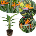 Orange Bird of Paradise Plant Live, 6 to 10" Tall, Well Rooted, Strelitzia Reginae Houseplant Indoor Outdoors Garden
