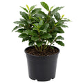 Bay Leaf Laurel Trees, Sweet Bay Leaf Plants, Laurus Nobilis Indoor Outdoor Planting 8-10 Inches