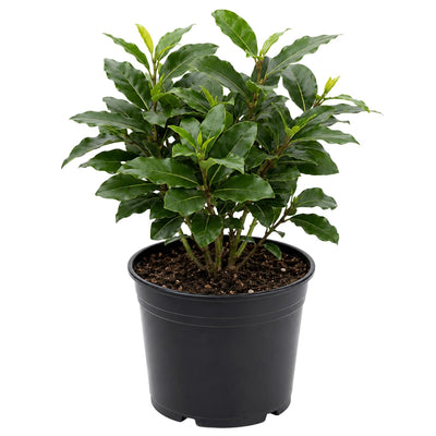 Bay Leaf Laurel Trees, Sweet Bay Leaf Plants, Laurus Nobilis Indoor Outdoor Planting 8-10 Inches