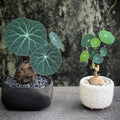 Stephania Cephalantha Live Plant, 2-2.5" Caudex with Sprouts, Rare Hardy Caudex Succulent Houseplant for Indoor Growing and Home Décor
