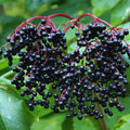 Elderberry Plant Live Tree for Planting, Elderberry Bushes Live Plant, 5 to 7 Inches Long