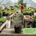 Set 2 Red Mandevilla Live Plant Vine, Mandevilla Plant, 4-6 Inches Tall, Climbing Shrubs for Trellis and Outdoor Garden