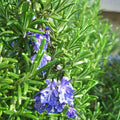 3 Rosemary Plants Live, Herb Plants, 3 Inc to 6 Inc Tall, Rosemary Live Plant Indoor and Outdoor