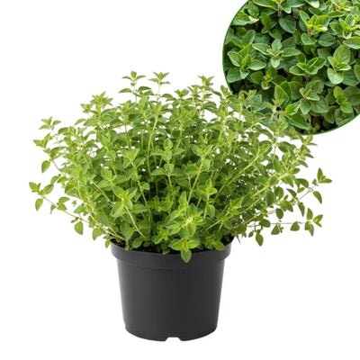 Greek Oregano Live Plant 3" Pot, Green Oregano Leaf Plant, Fragrant Herb Seedlings Grow Indoor Outdoor