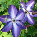 Purple White Clematis Live Plant in 2.5" Pot, Flowering Climbing Clematis Vine Starter for Outdoor Garden and Trellis, Well Rooted