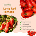Long Red Tomato Plants Live for Planting, Live Tomato Plant in Pot, Well Rooted, Sweet Tomatoes for Edible Garden