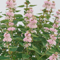 Live Bluebeard Plant Shrub Bush, Caryopteris Plant in 2.5 Inc Pot, Pink
